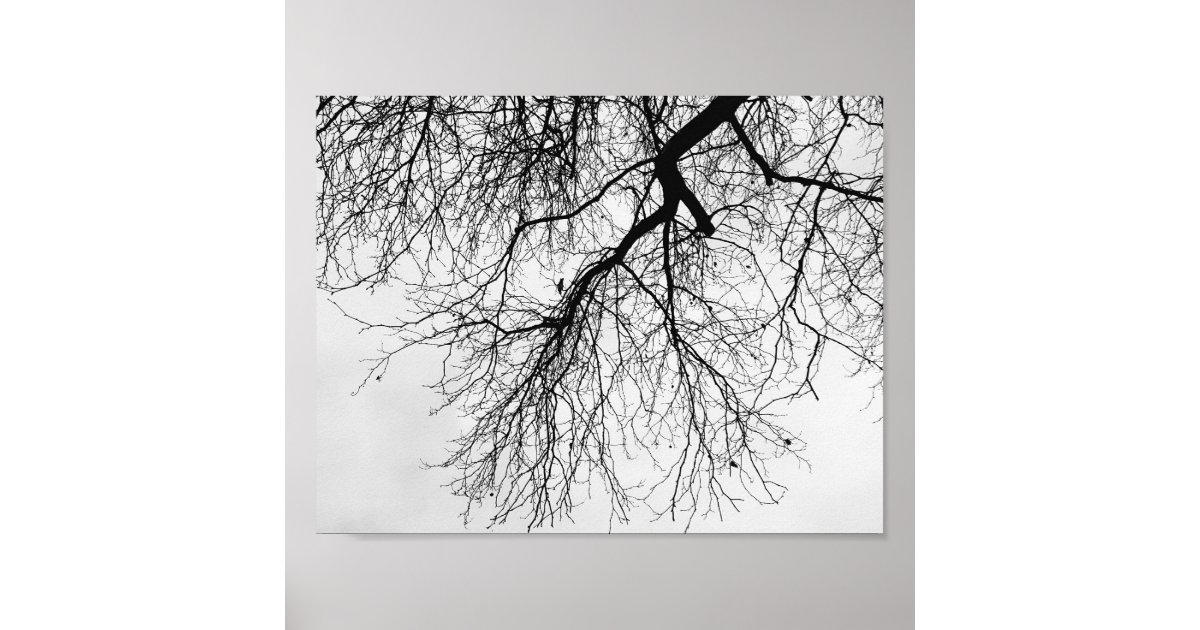 Black and white tree poster | Zazzle