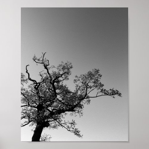 Black And White Tree Silhouette With Sunset  Poster
