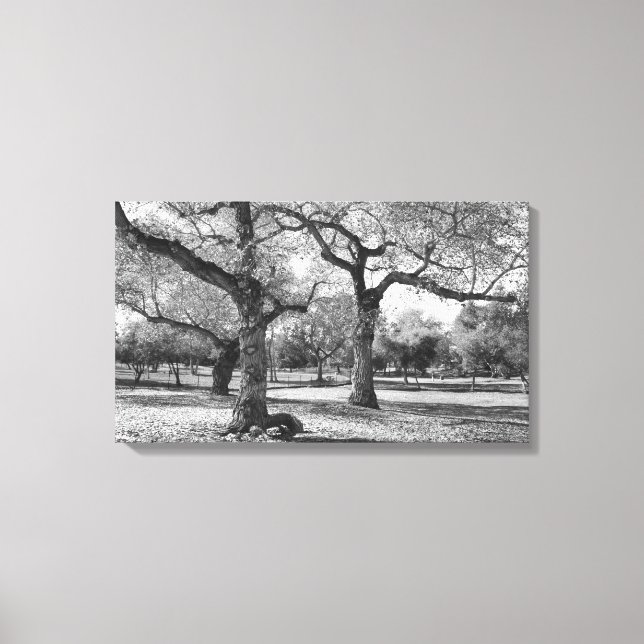 Black and White Trees Canvas Print (Front)