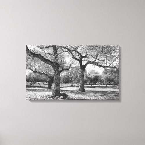 Black and White Trees Canvas Print