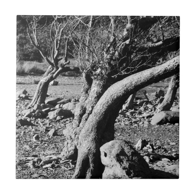 BLACK AND WHITE TREES   CERAMIC TILE (Front)