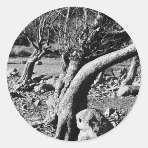 BLACK AND WHITE TREES  CLASSIC ROUND STICKER