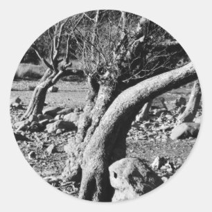 BLACK AND WHITE TREES  CLASSIC ROUND STICKER