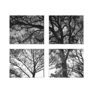 Black and White Trees in Winter Photo