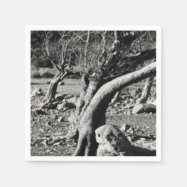 BLACK AND WHITE TREES   NAPKINS (Front)