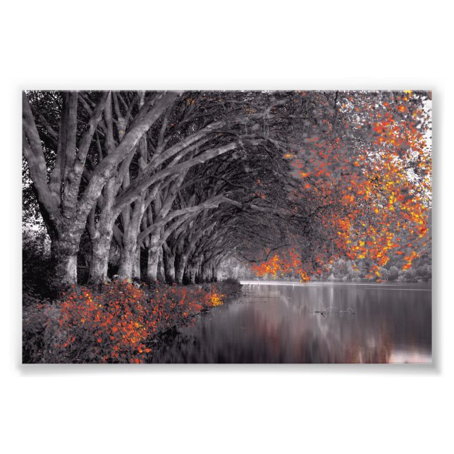Black and White Trees. Reflection in a lake. Photo Print (Front)