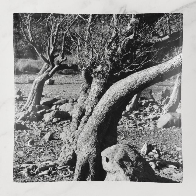 BLACK AND WHITE TREES    TRINKET TRAY (Front)