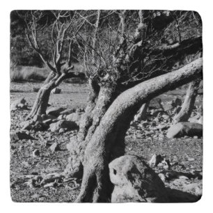 BLACK AND WHITE TREES TRIVET