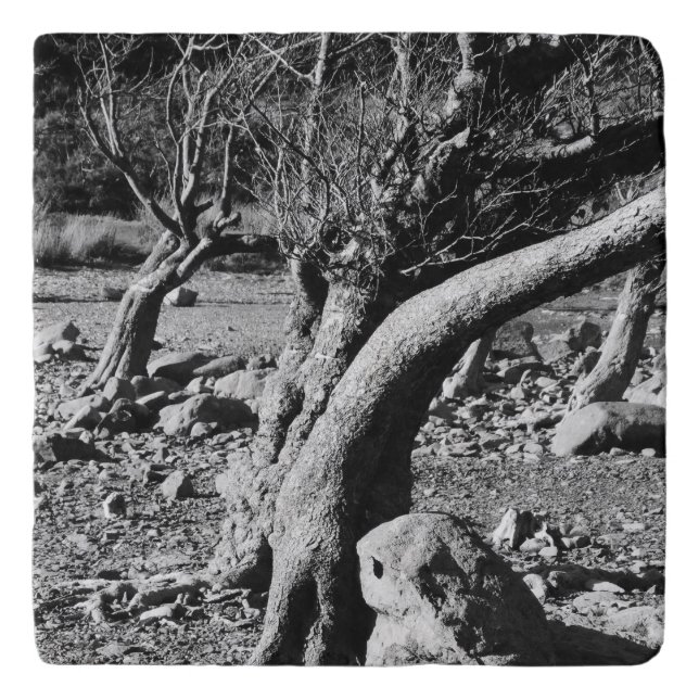 BLACK AND WHITE TREES     TRIVET (Front)