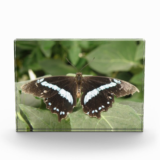 Black and White Tropical Butterfly Decorative Acrylic Award (Front)