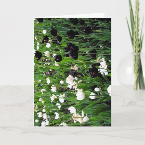 Black and white tulip greeting card
