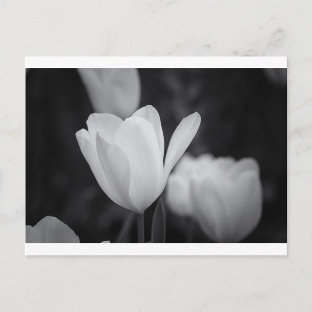 Black and White Tulip Postcard (Front)