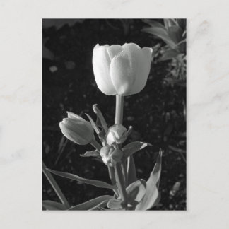 Black and White Tulip Postcard