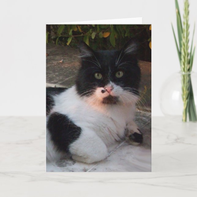BLACK AND WHITE TURKISH CAT PIERO CARD (Front)