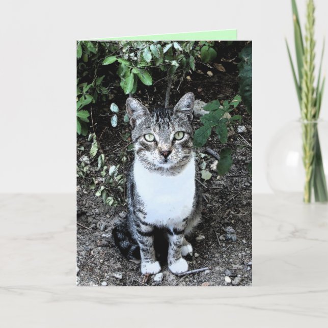 BLACK AND WHITE TURKISH CAT RONIN CARD (Front)