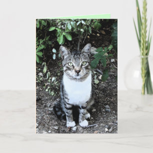 BLACK AND WHITE TURKISH CAT RONIN CARD