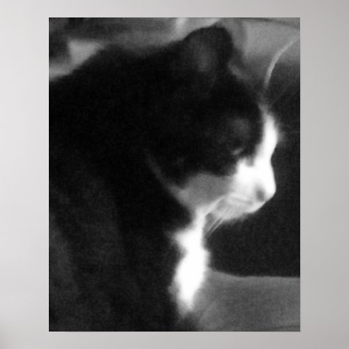 Black and White Tuxedo Cat 1 Poster