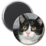 Black and White Tuxedo Cat Magnets