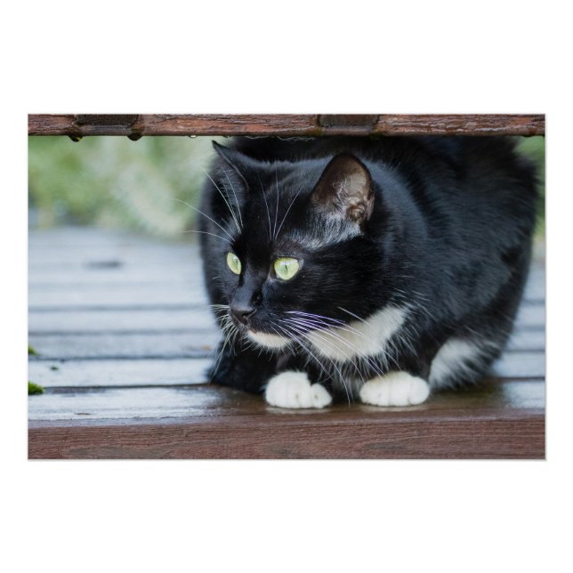Black and White Tuxedo Cat Photo Poster (Front)