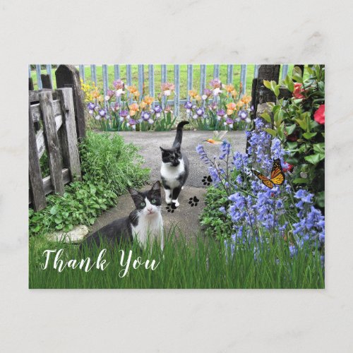 Black and White Tuxedo Cats in Garden  Thank You Postcard