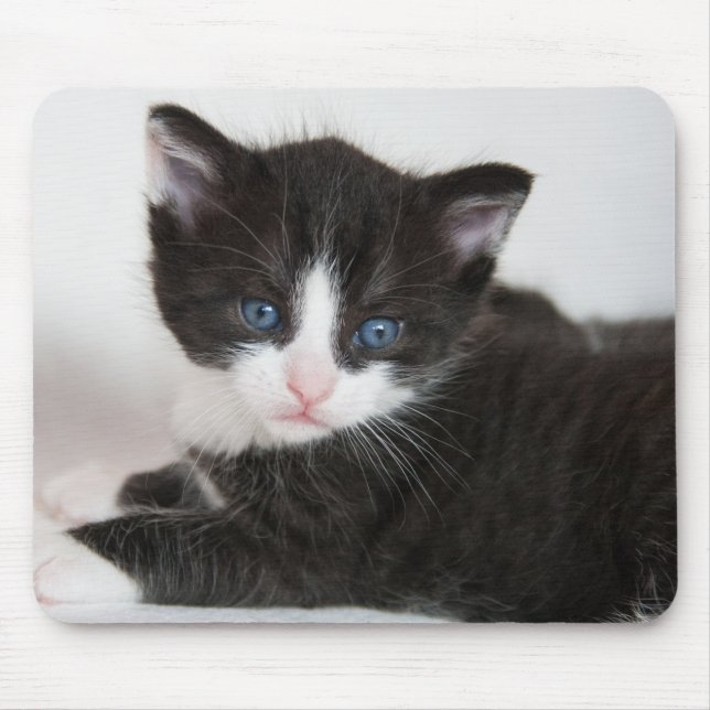 Black and White Tuxedo Kitten Mouse Pad (Front)