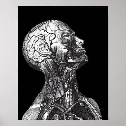 Black And White Vintage Medical Anatomy Head Neck Poster