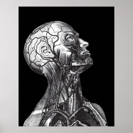 Black And White Vintage Medical Anatomy Head Neck Poster ...
