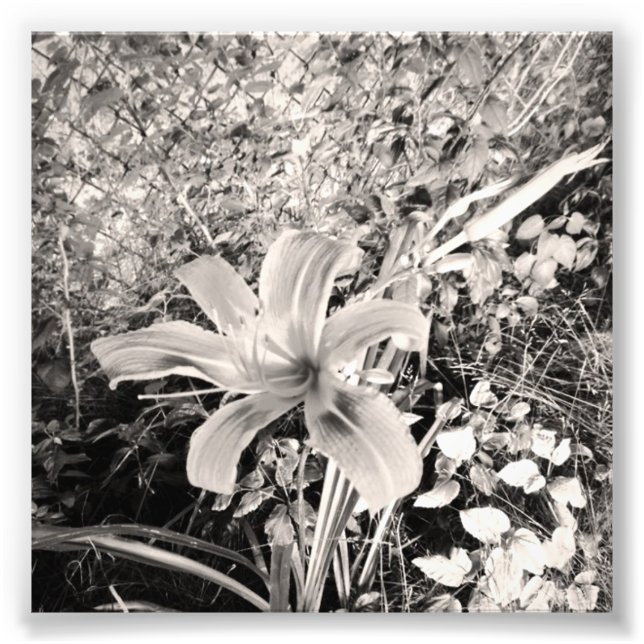 Black And White Vintage Tiger Lily Photo Print (Front)