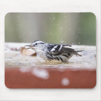 Black and White Warbler in Birdbath Mouse Pad