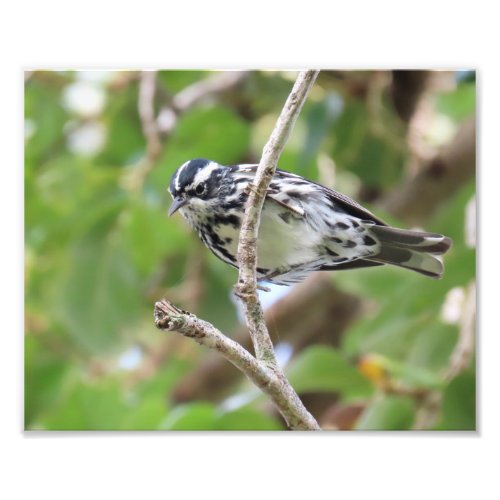 Black and White Warbler Photo Print