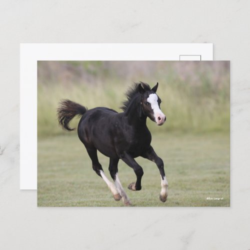 Black And White Welsh Pony Foal Running Postcard