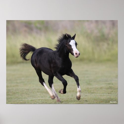 Black And White Welsh Pony Foal Running Poster
