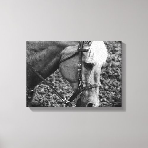 Black and White Western Palomino Horse Canvas Prin