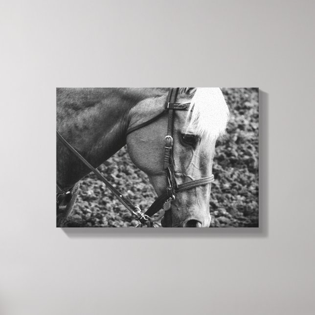 Black and White Western Palomino Horse Canvas Prin (Front)