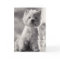 Black and White Westie