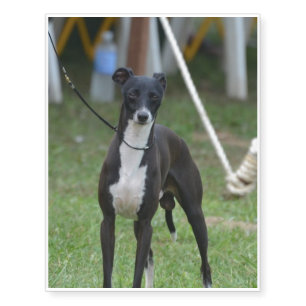 Black and White Whippet Temporary Tattoos