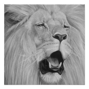 black and white wildlife painting of roaring lion poster
