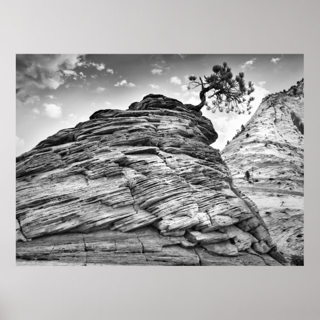Black and White Zion Bonsai Tree Landscape Photo Poster (Front)
