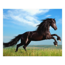 black and wild Stallion Rearing Horse Flyer