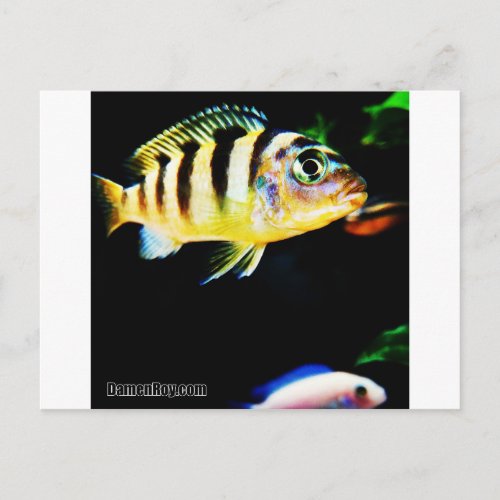 Black and Yellow African Cichlid Fish Postcard