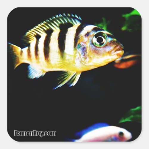 Black and Yellow African Cichlid Fish Square Sticker