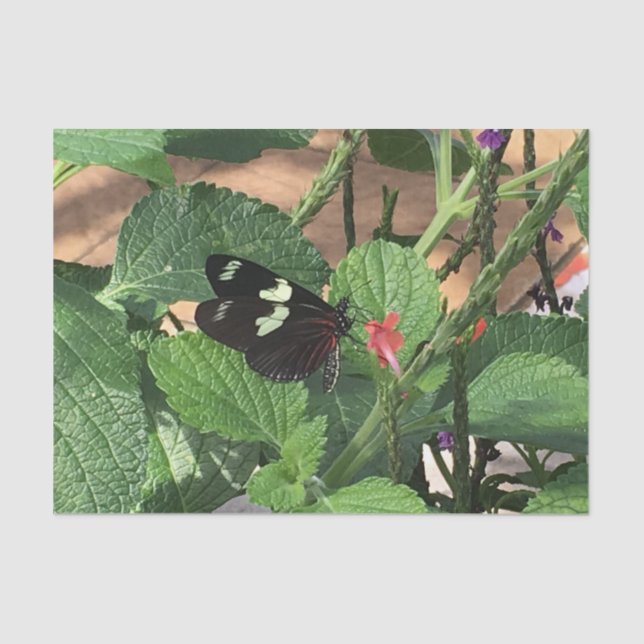 Black and yellow butterfly in Spring Tissue Paper (Front)