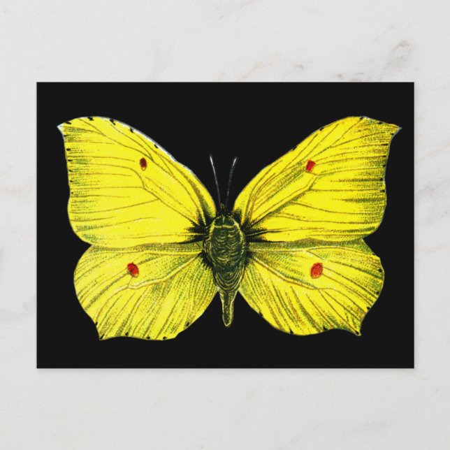 Black and Yellow Butterfly Vintage Illustration Postcard (Front)