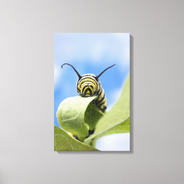 Black and yellow caterpillar canvas print (Front)