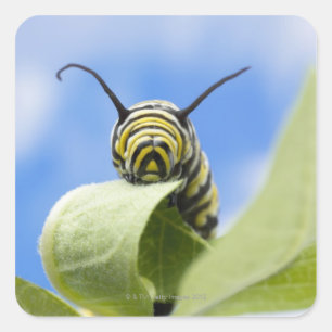 Black and yellow caterpillar square sticker