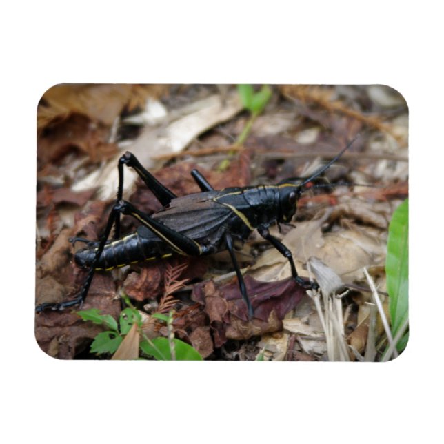 Black and Yellow Cricket Magnet (Horizontal)