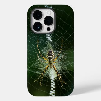 Black and Yellow Garden Spider 