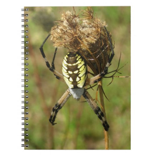 Black and Yellow Garden Spider Notebook