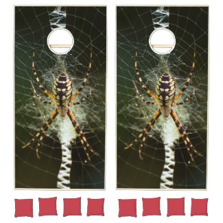 Black and yellow garden spider on the web