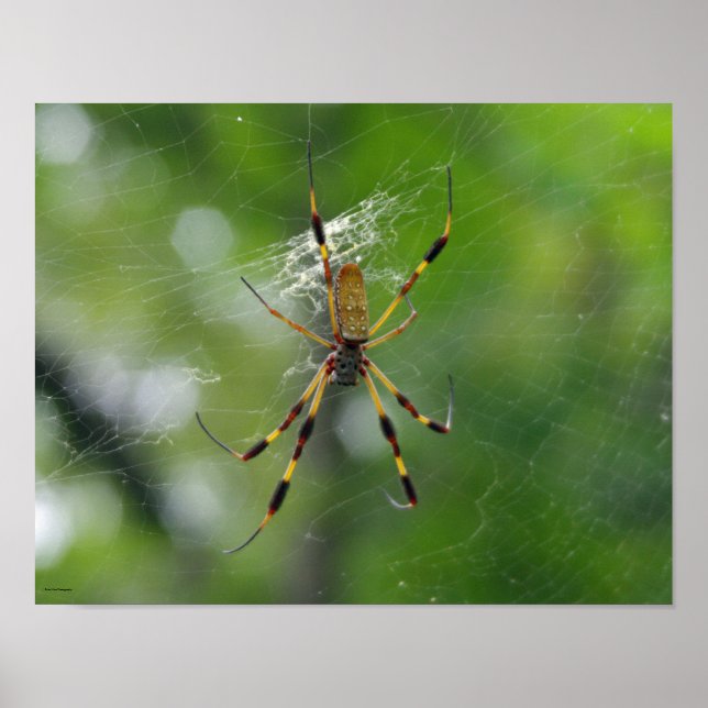 Black and yellow garden Spider Poster (Front)